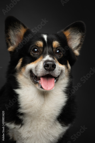 portrait of a dog on a dark background. Welsh Corgi Pembroke in the studio