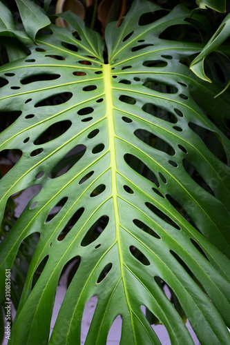 Green monstera palm leave for texture or background. Abstract nature plant image