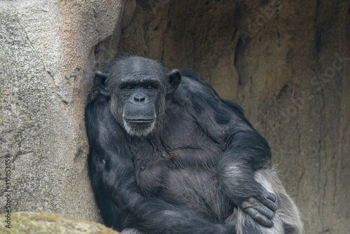 Schimpanse (Pan troglodytes)