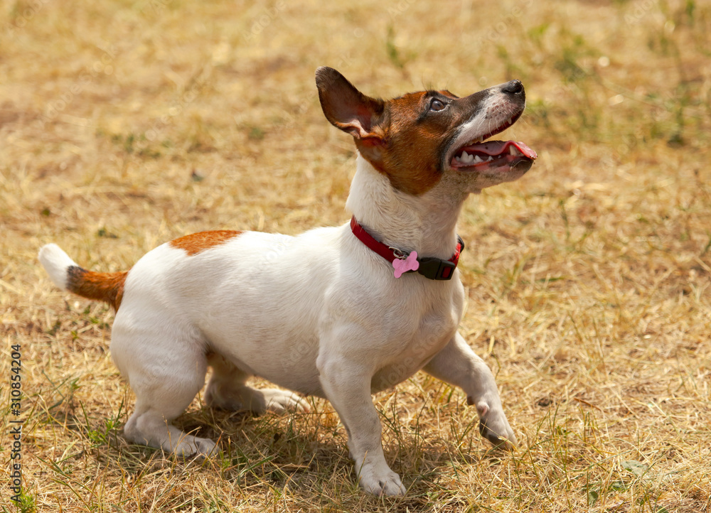 Portrait of a dog in nature