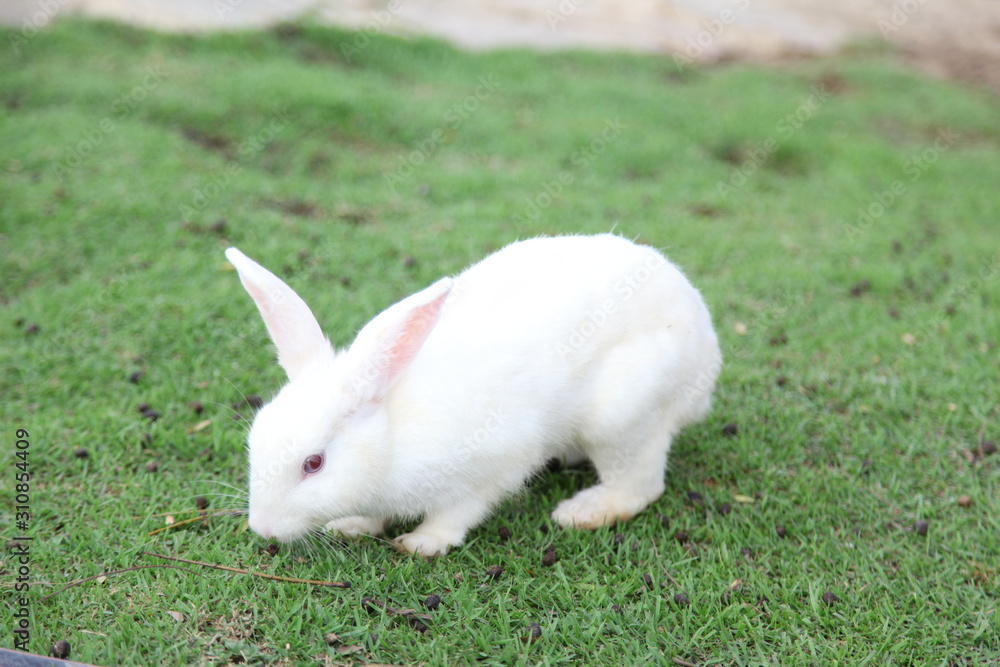 White Rabbit on Green grass White Rabbit on Green grass