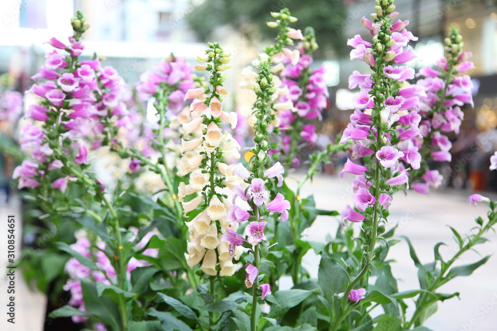 Fototapeta premium Angelonia goyazensis