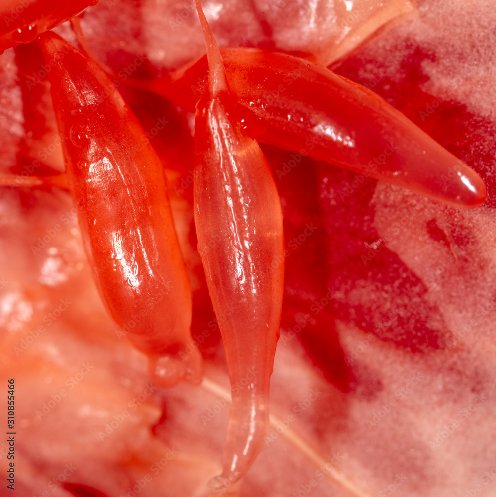 Red pulp pomelo as a background Red pulp pomelo as a background