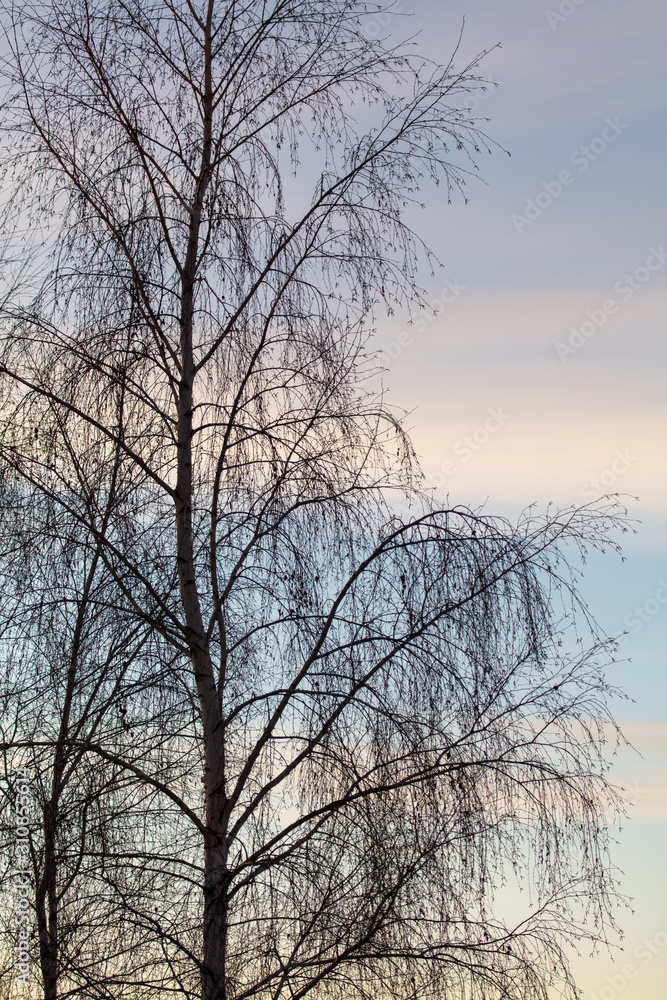 Tree branches on a sunset background Tree branches on a sunset background