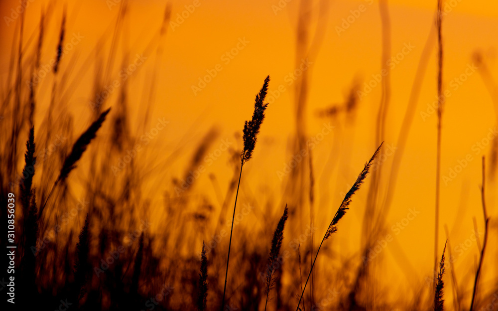 Obraz premium Silhouettes of dry grass on a sunset background