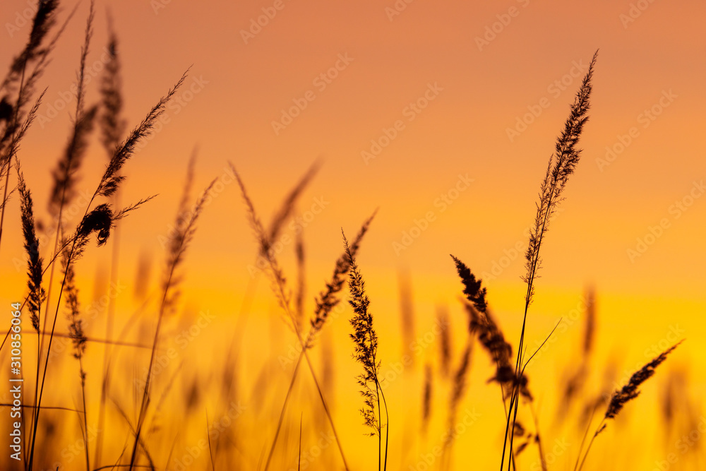 Silhouettes of dry grass on a sunset background Silhouettes of dry grass on a sunset background