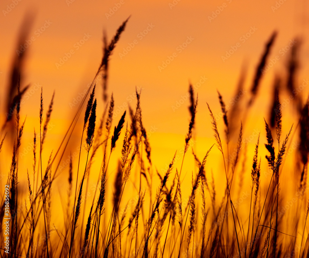 Silhouettes of dry grass on a sunset background Silhouettes of dry grass on a sunset background