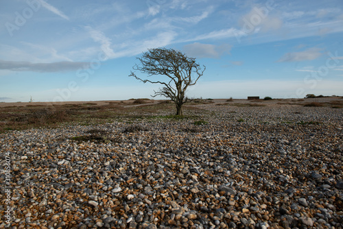 Dead tree on bleak, dramatic land