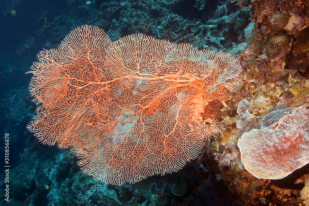 Naklejka premium Hard coral Subergorgia hicksoni. Underwater photography, Philippines.