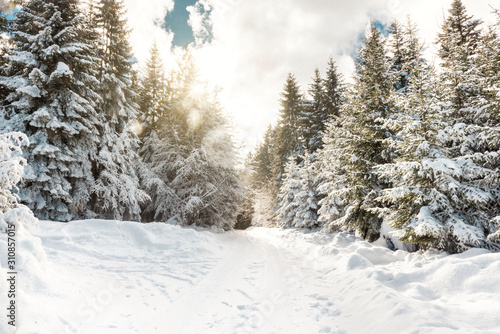 snow mountain landscape with fir trees and sun shine