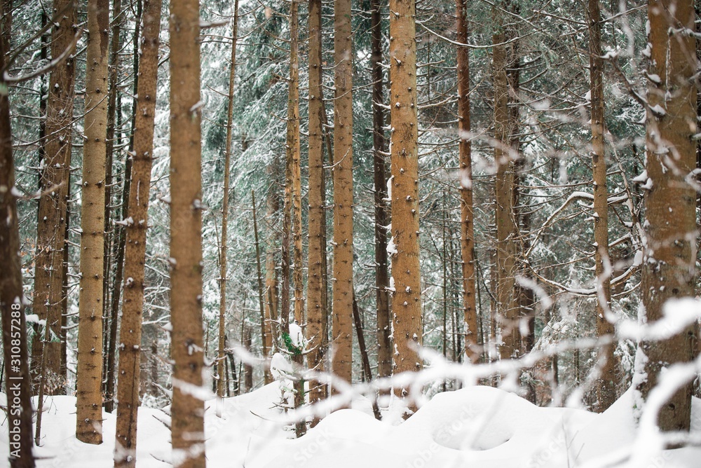 conifer forest tree conifer forest tree
