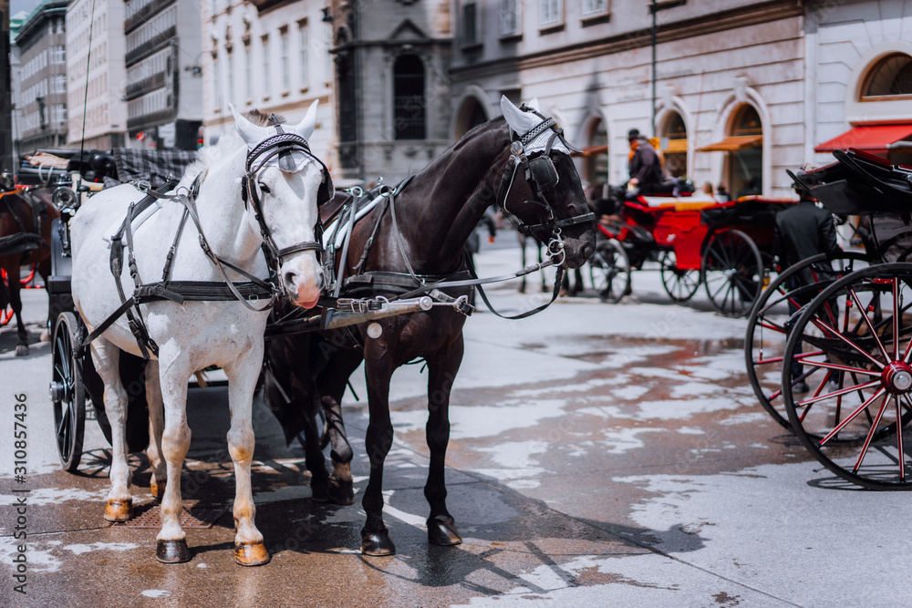 Fototapeta premium Austria beautiful horses with equipage coaches on the streets of Vienna