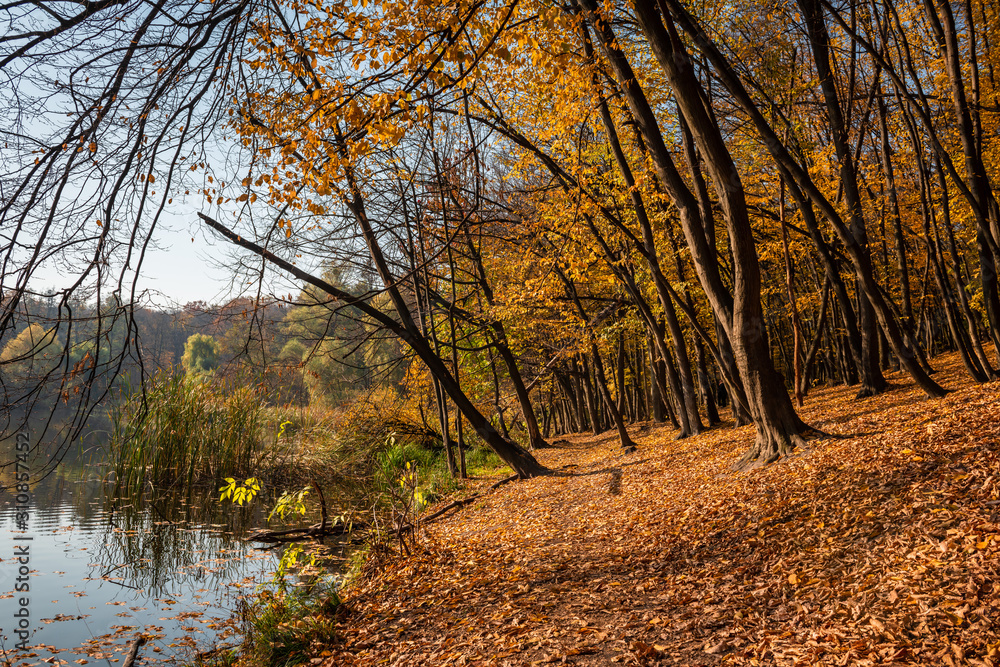 Fototapeta premium Nice day light autumn forest landscape in Kiev Ukraine nature 
