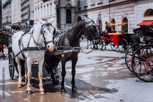 Austria beautiful horses with equipage coaches on the streets of Vienna © Igor Tichonow