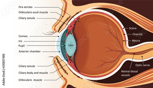 Human eye anatomy. Educational material