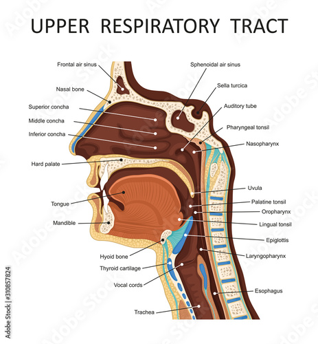 Upper respiratory tract. Anatomy - nose, throat , mouth, respiratory system photo