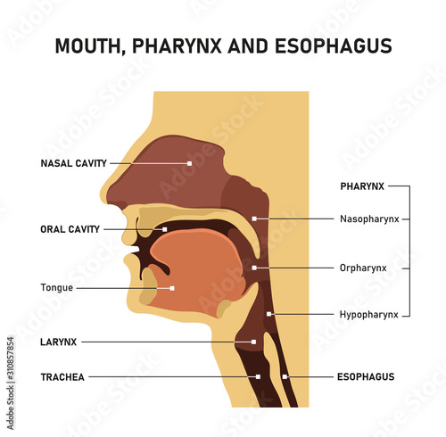 Mouth, pharynx and esophagus. photo