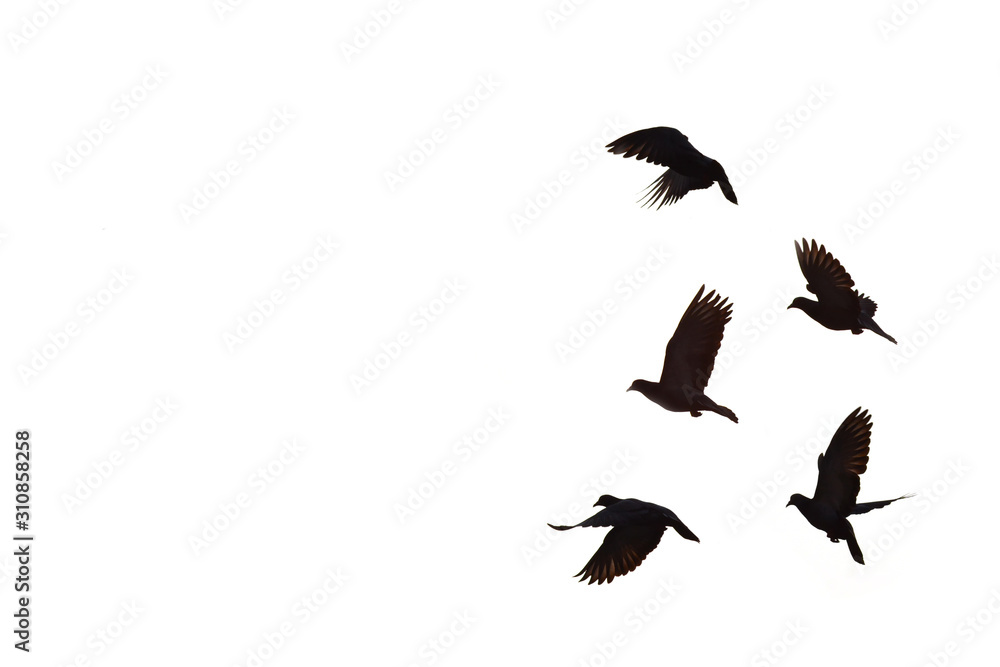 Fototapeta premium silhouette bird on white background