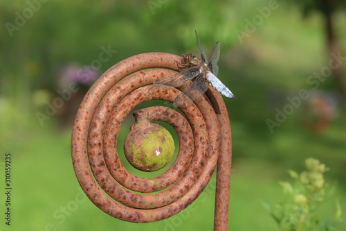 Plattbauchlibelle  (Libellula depressa) photo