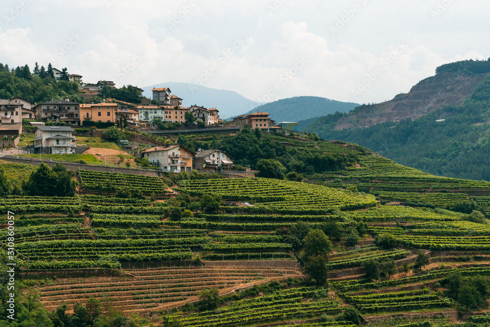 View of grape fields, buildings and roads, vineyards in the mountains of northern Italy. Summer day. Production of mountain varieties of wine, Trento