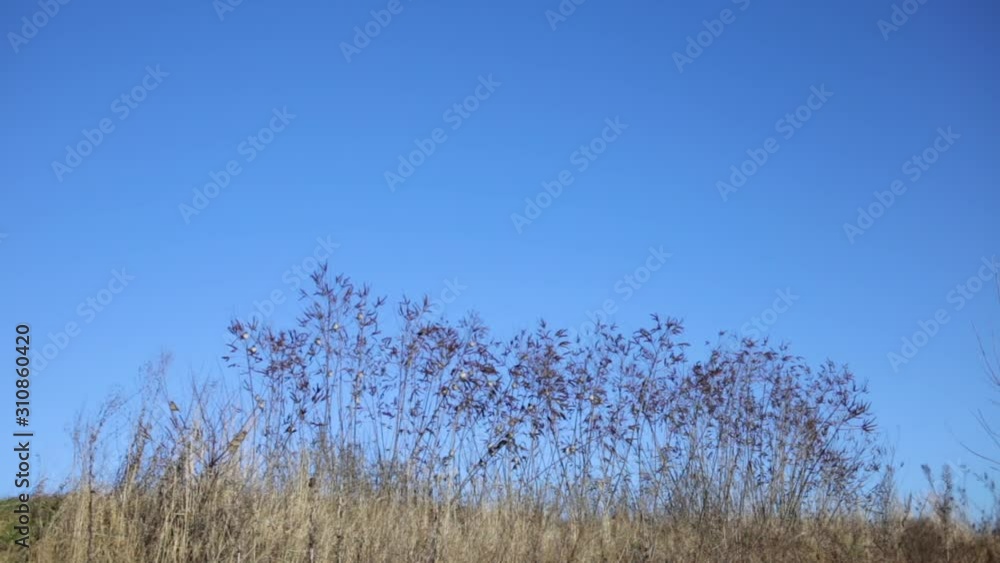 Many sparrows sitting at bare branches of winter or autumn tree isolated on blue sky background. Real time full hd video footage. Many sparrows sitting at bare branches of winter or autumn tree isolated on blue sky background. Real time full hd video footage.
