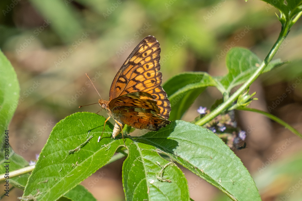 A female variegated butterfly lays eggs on a leaf, ensuring the continuation of her species at Yates Mill County Park in Raleigh, North Carolina. A female variegated butterfly lays eggs on a leaf, ensuring the continuation of her species at Yates Mill County Park in Raleigh, North Carolina.