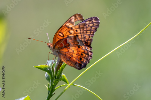 A female variegated butterfly lays her eggs in the tip of a plant, ensuring the continuation of her species at Yates Mill County Park in Raleigh, North Carolina. photo