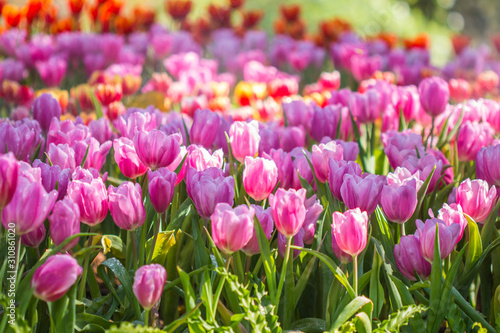 tulip flower in winter 