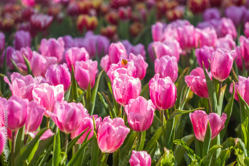 tulip flower in winter 