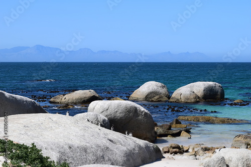 Beautiful penguins in Boulders beach South Africa