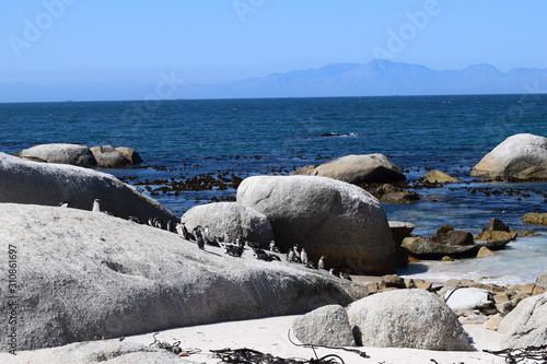 Beautiful penguins in Boulders beach South Africa