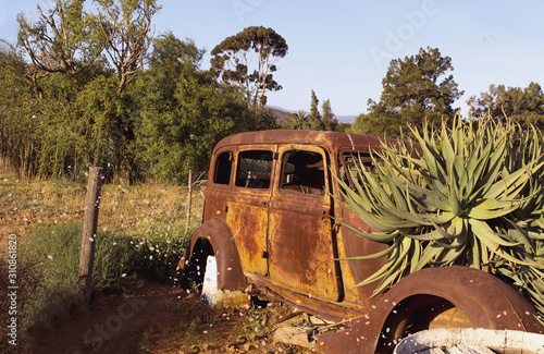 Vintage Car with Aloes