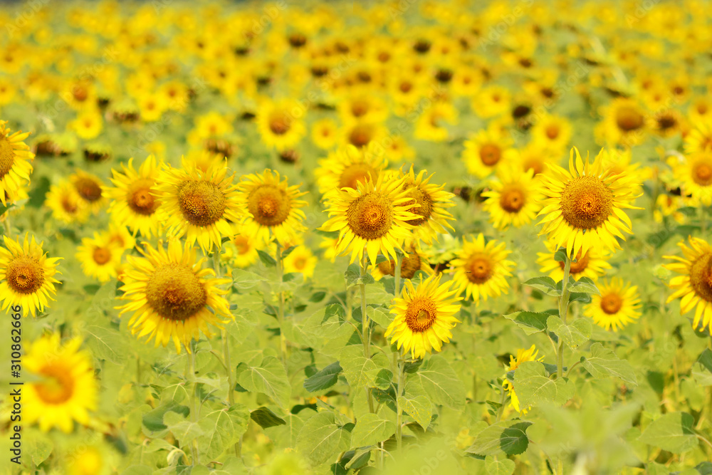 Naklejka premium Sunflower blooming natural field sunflowers on a background