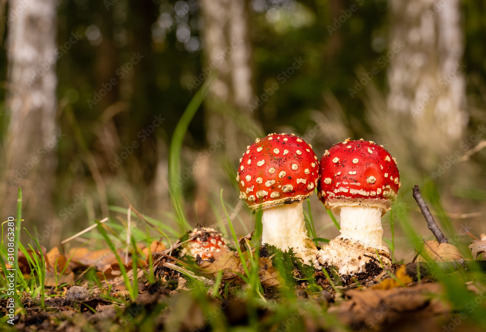 two young fly agaric in the forest two young fly agaric in the forest