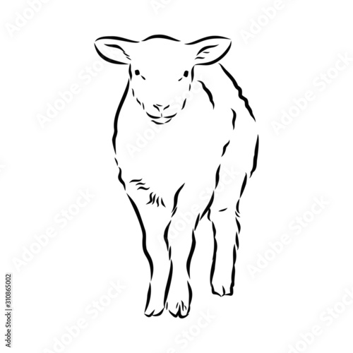 Obraz na plátne vector illustration of a lamb