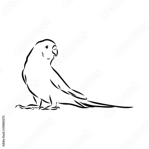 bird parrot 