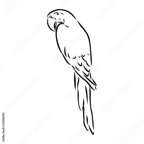 parrot on branch