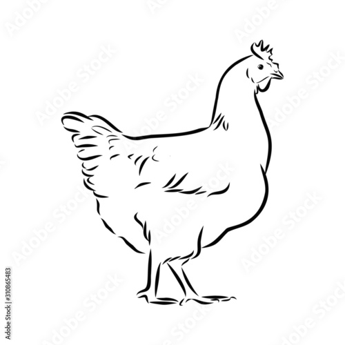 hen and rooster