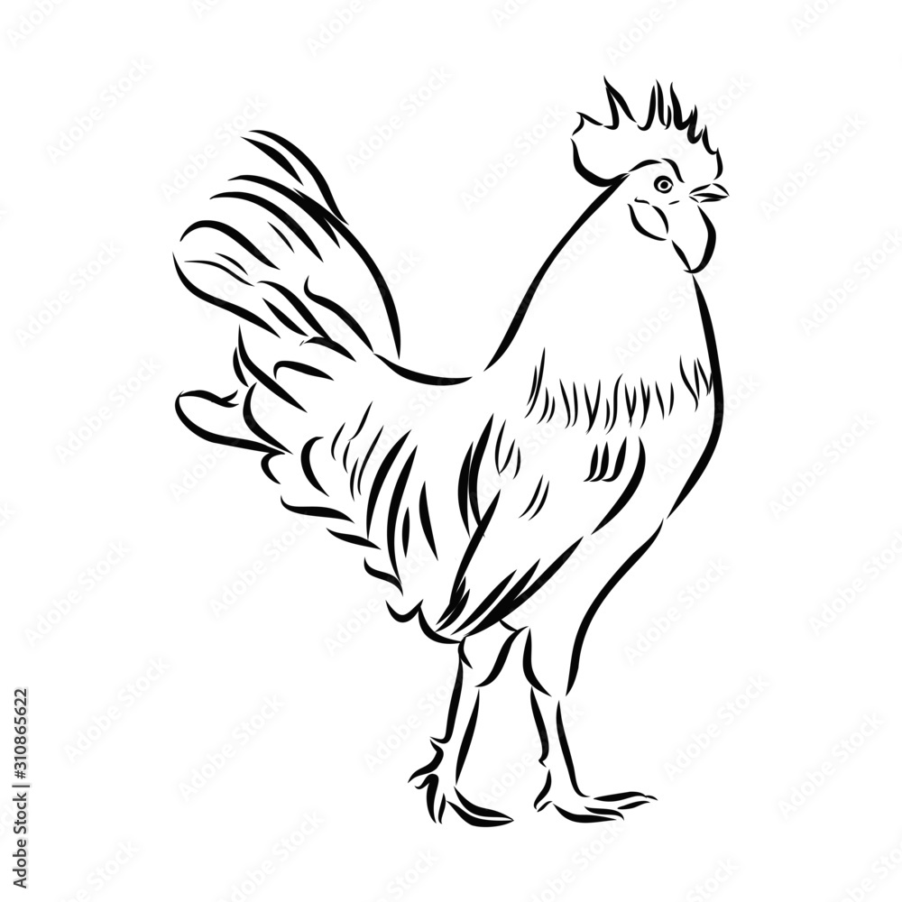 Fototapeta premium rooster isolated on white background