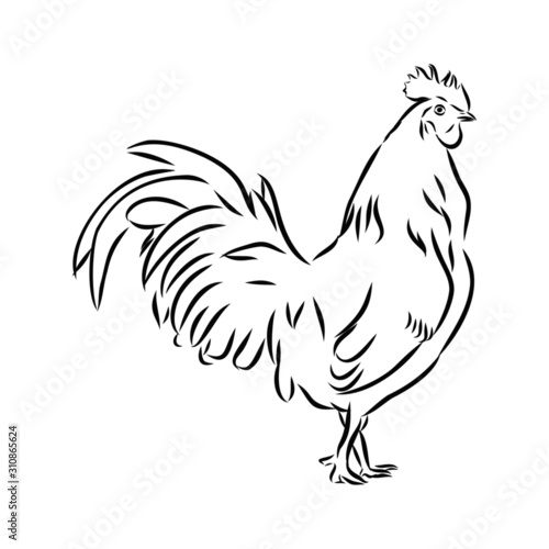 rooster isolated on white background