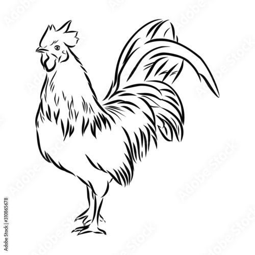 rooster isolated on white background
