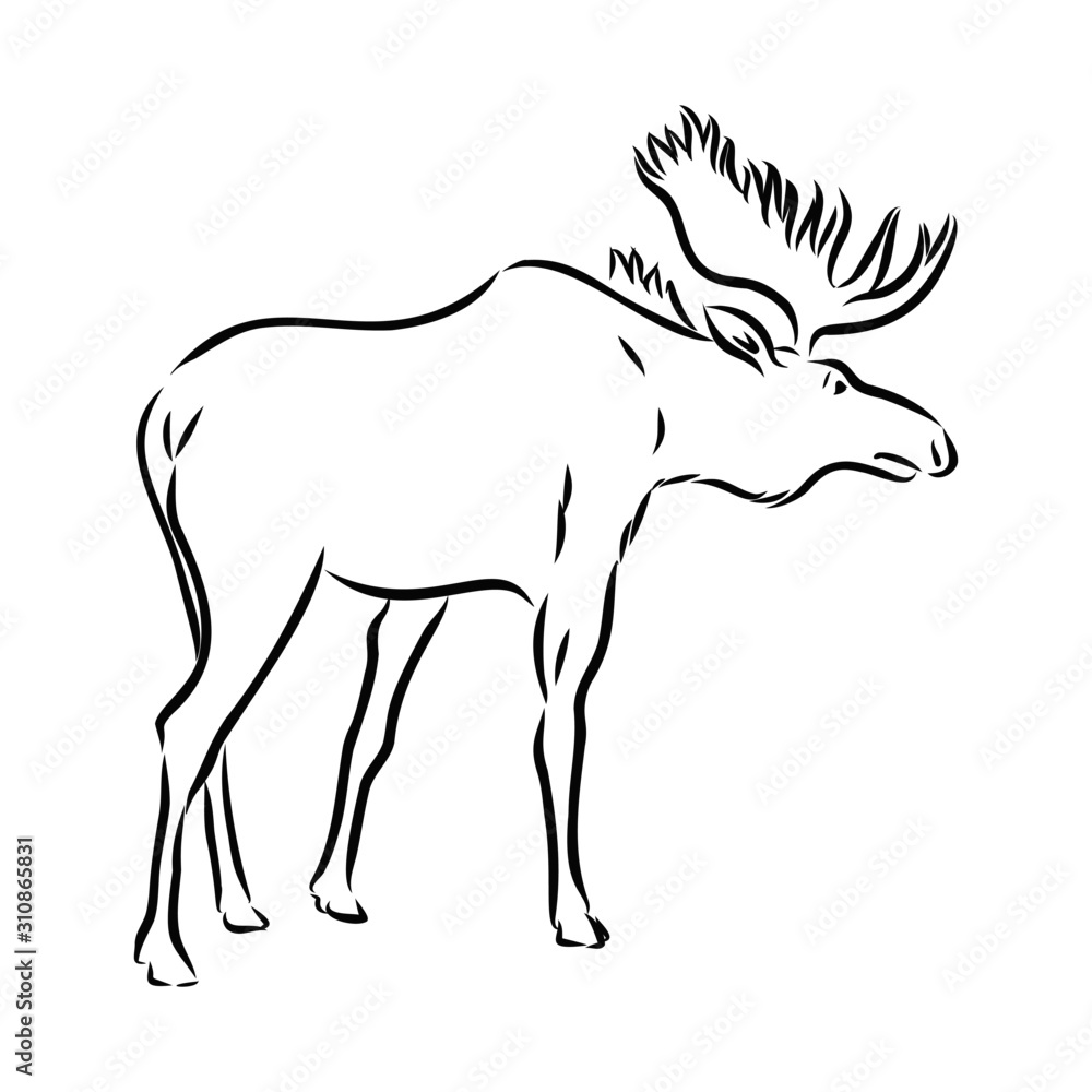 Fototapeta premium vector illustration of deer, elk, moose