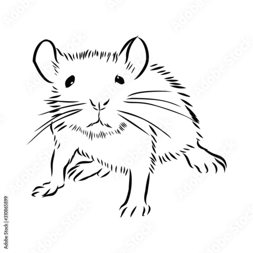 vector illustration of a mouse