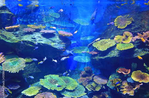 Underwater corals reef sea view in aquarium tank.