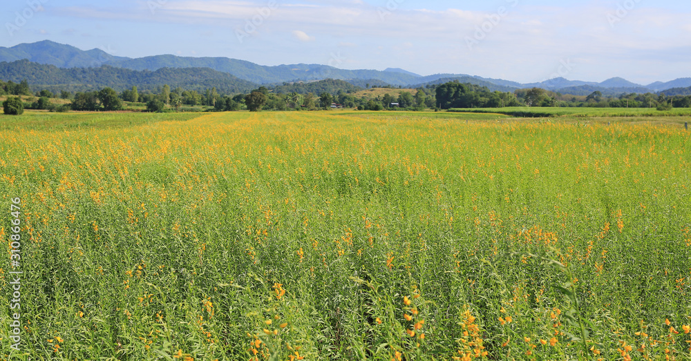 Fototapeta premium Beautiful yellow flower Sunhemp in nature. Landscape scenery and natural background.