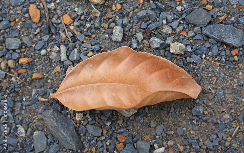 Brown dry leaves on soil background. Brown dry leaves on soil background.