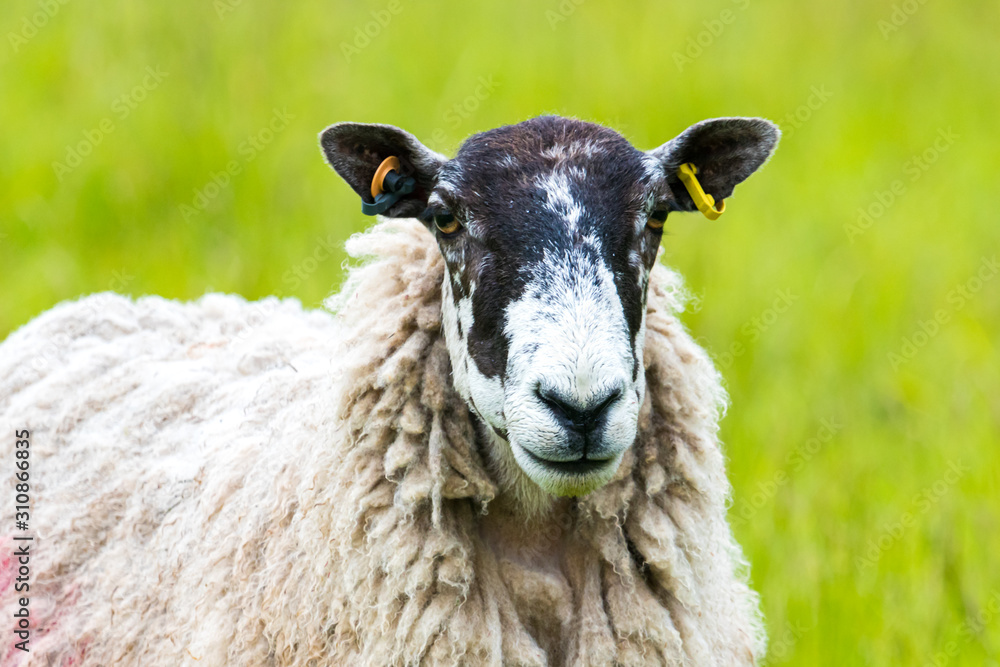 Obraz premium Sheep on the farm