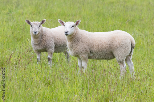 Fat lambs on the farm