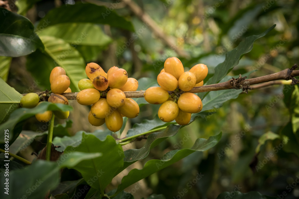 Close up  of coffee beans on a branch of tree