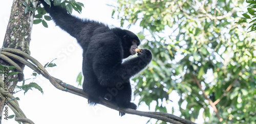 The siamang is an arboreal black-furred gibbon native to the forests of Indonesia, Malaysia and Thailand. The largest of the gibbons, the siamang can be twice the size of other gibbons.